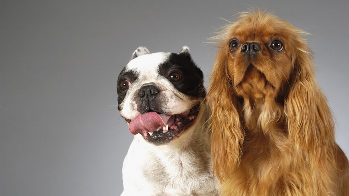 French Bulldog and Cavalier King Charles Spaniel dogs