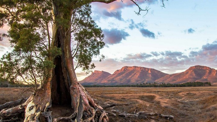 Hollowed Eucalyptus Tree with Flinders Ranges