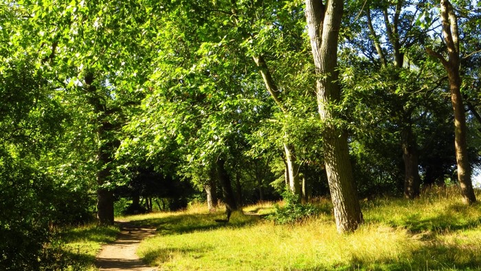 Path through a sunlit green forest