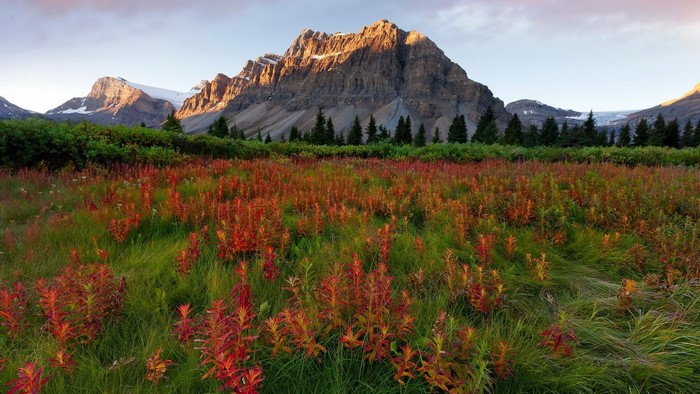 Mountains and a field of red flowers
