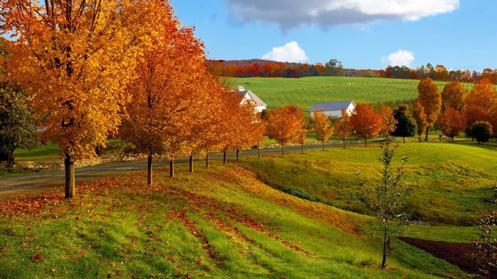 Autumn trees line a country road with farms and hills
