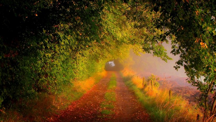 Forest tunnel with autumn leaves and fog