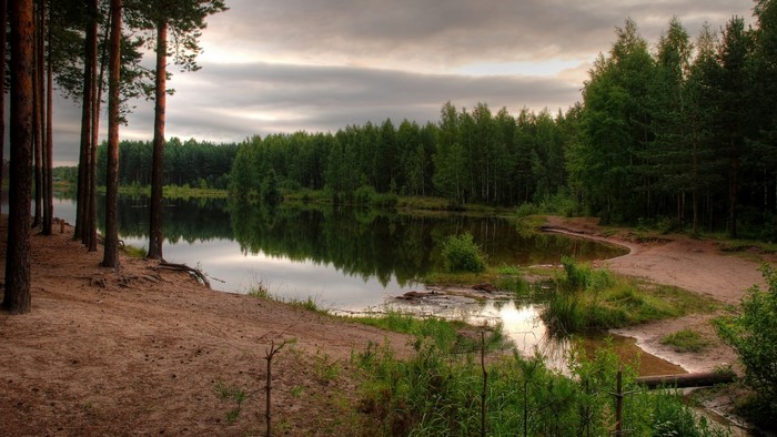 Pine trees line a lake shore with forest in the background