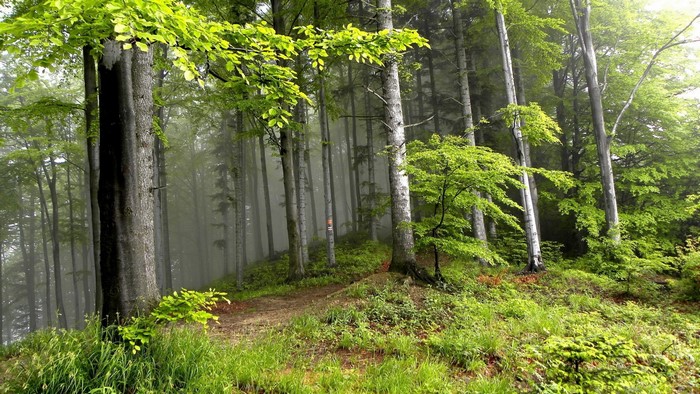 Misty forest path with green trees