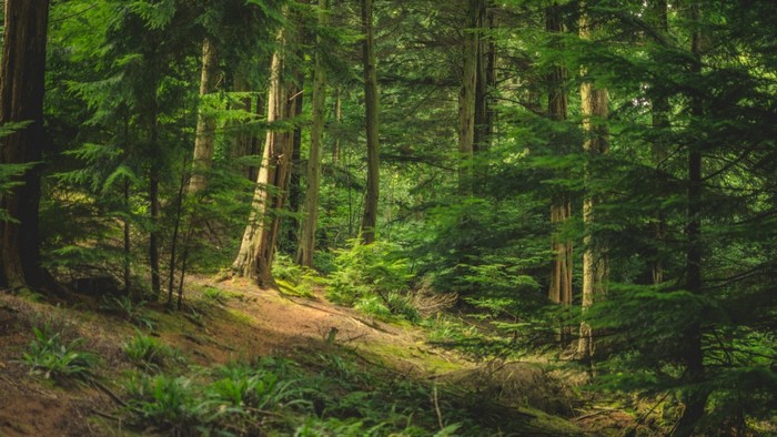 Forest hillside with tall trees and green foliage