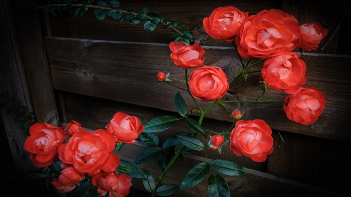 Red roses climbing a wooden fence
