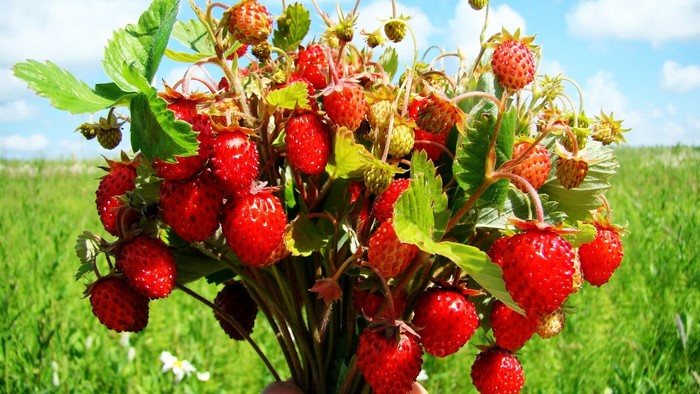 Bouquet of wild strawberries in a field