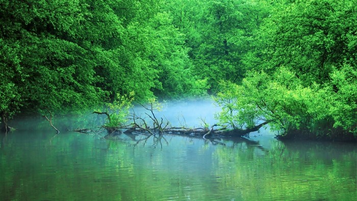 Log in a misty river surrounded by green trees