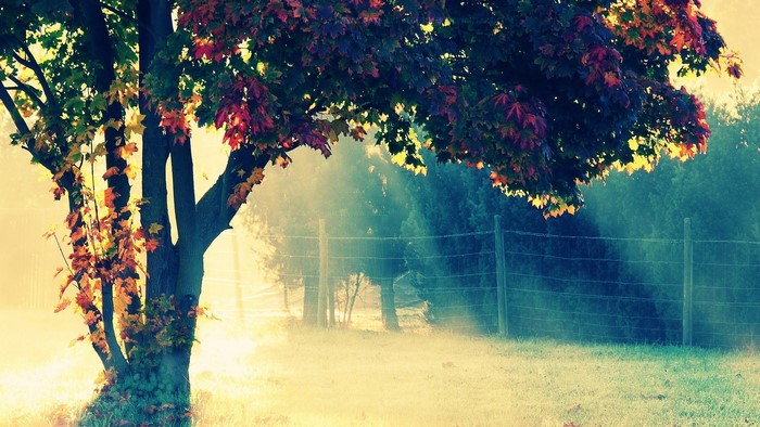 Colorful tree in autumn with mist