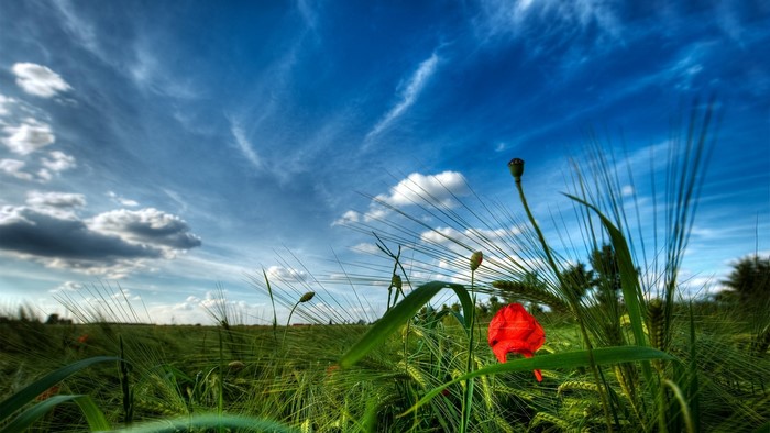 Red poppy in a green field under a blue sky