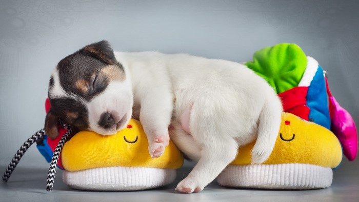 Puppy sleeping on a plush toy