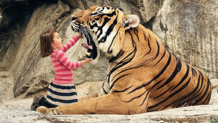 Girl feeding a tiger