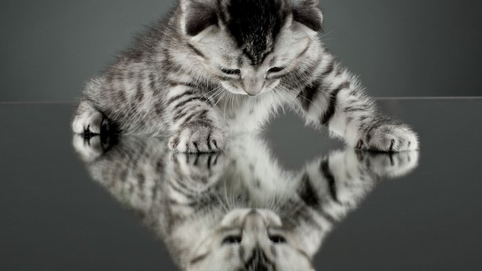 Kitten with Reflection