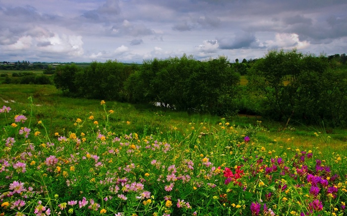 Field of wildflowers under a cloudy sky