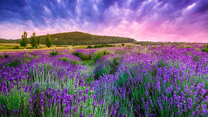 Lavender field with rolling hills and dramatic sky