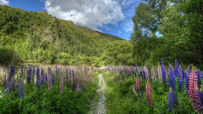 Field of Lupins with Mountain and Trees