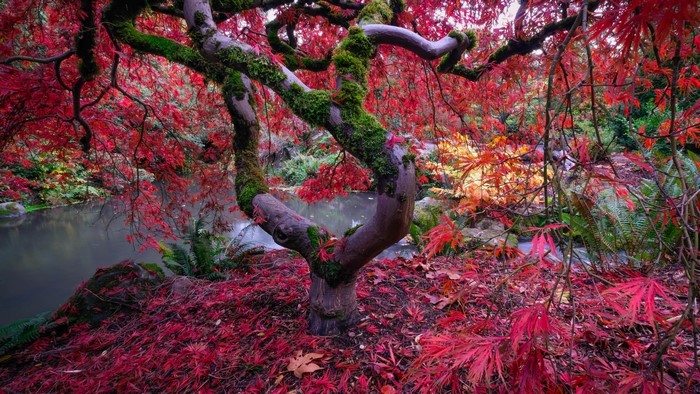 Japanese Maple tree in autumn by a pond