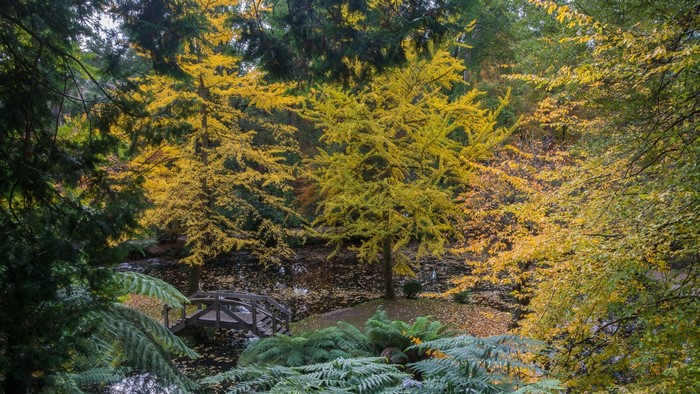Autumnal garden with a wooden bridge over a pond