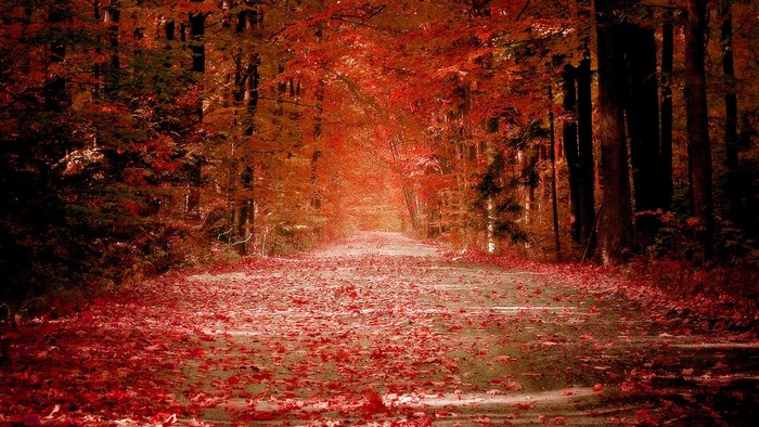 Autumn forest path covered in red leaves