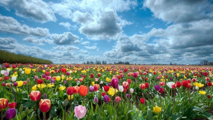 Field of colorful tulips under a cloudy sky
