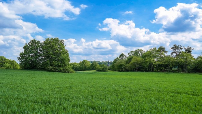 Green field with trees and blue sky