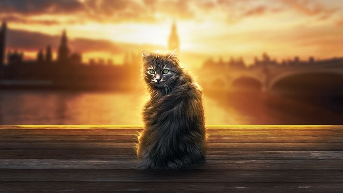 Cat sitting on a wooden pier at sunset
