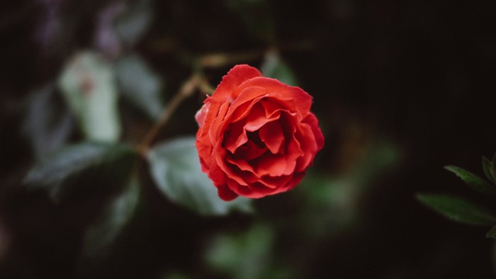 Red Rose