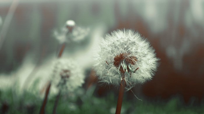 Dandelion seed heads in soft focus