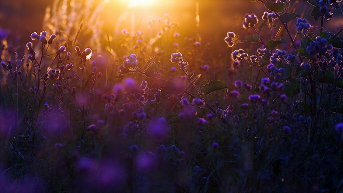 Purple wildflowers in golden sunset light
