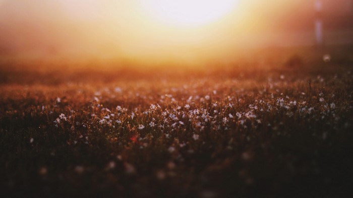 Field of small white flowers at sunset