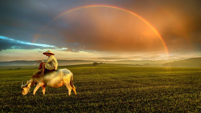 Farmer riding a water buffalo under a rainbow
