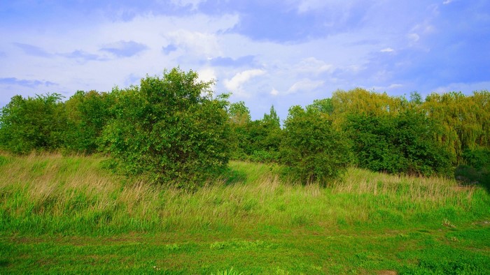 Green trees and grass under a blue sky