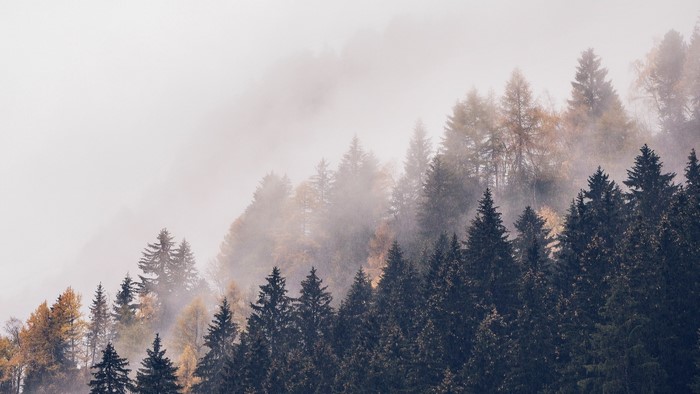 Misty forest with pine trees and autumn foliage