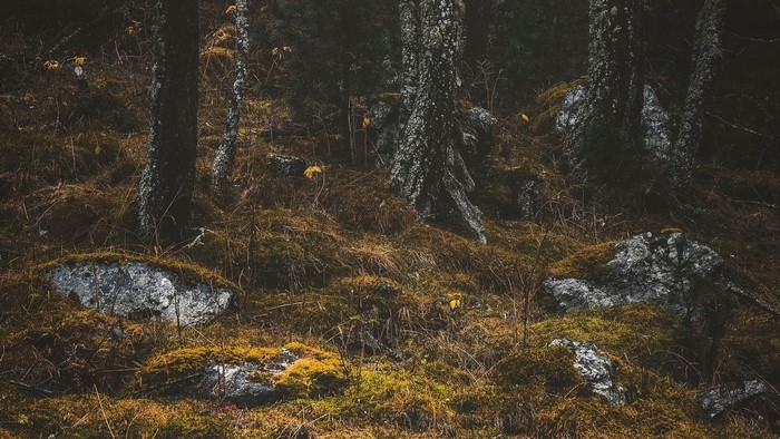 Mossy rocks and trees in a dark forest
