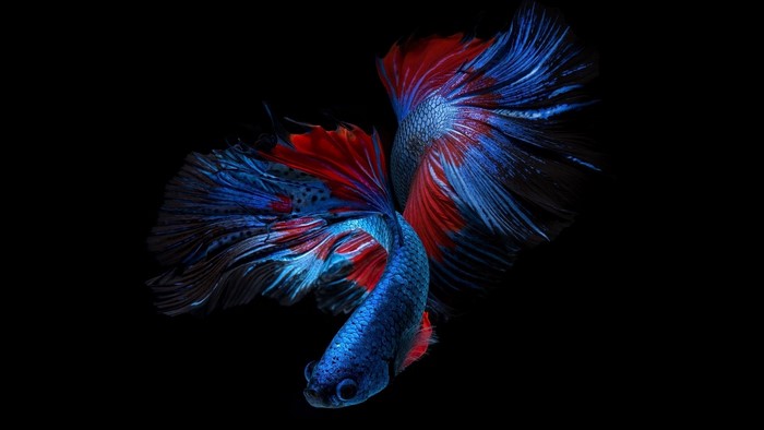 Blue and red betta fish with flowing fins