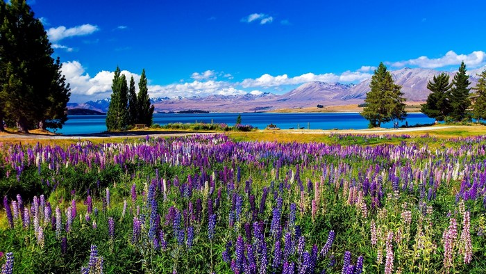 Field of Lupins by Lake Tekapo, New Zealand