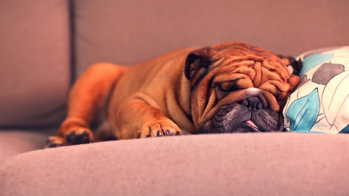 English Bulldog sleeping on a couch