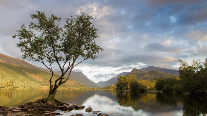Tree on a lake with mountains