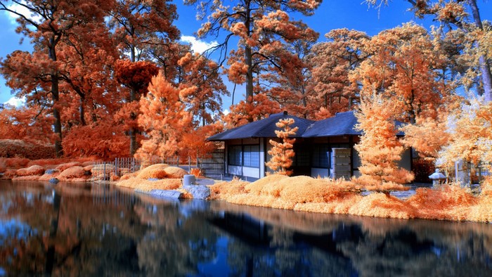 Japanese house by a pond with orange trees