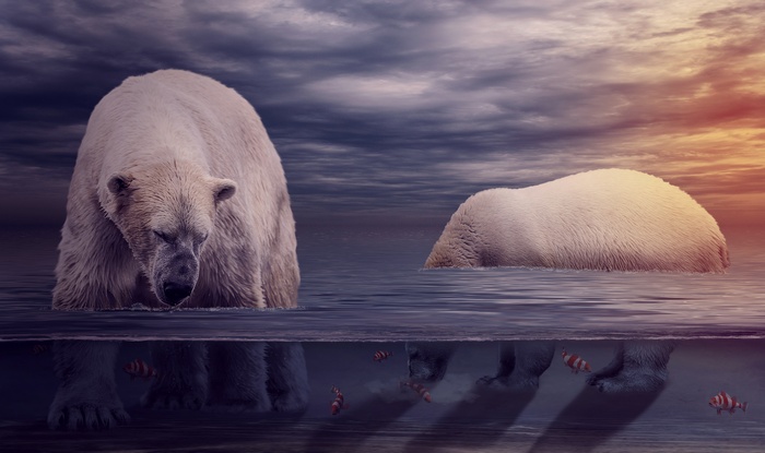Polar Bears in the Ocean at Sunset 4K