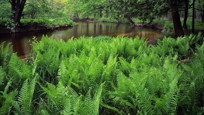 River flowing through a forest with ferns