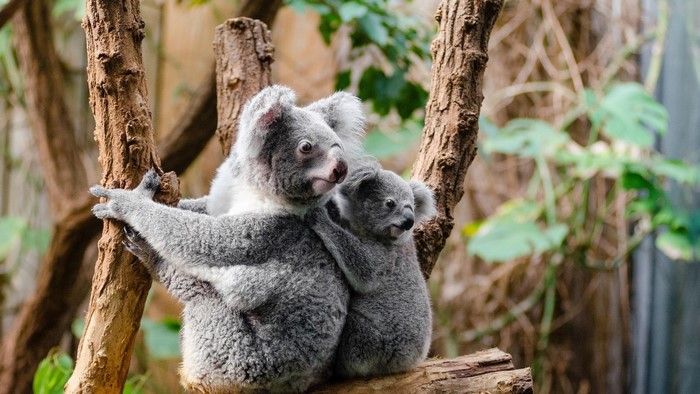 Mother and baby koala clinging to a tree