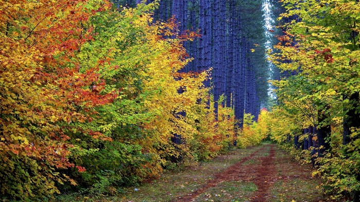 Autumn forest path with colorful trees
