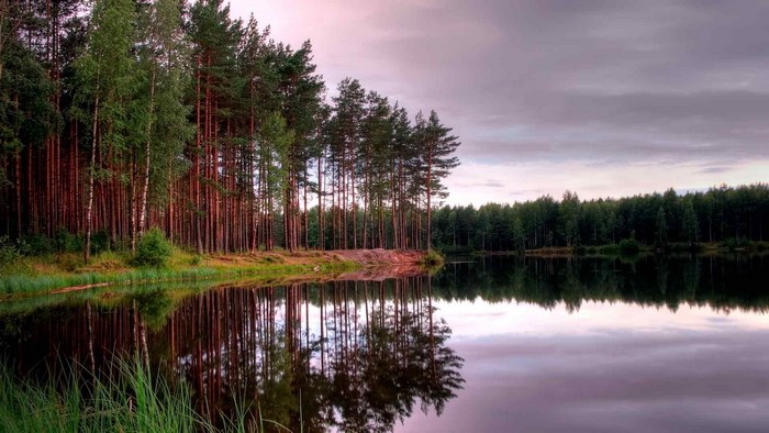 Forest lake at dusk with reflections