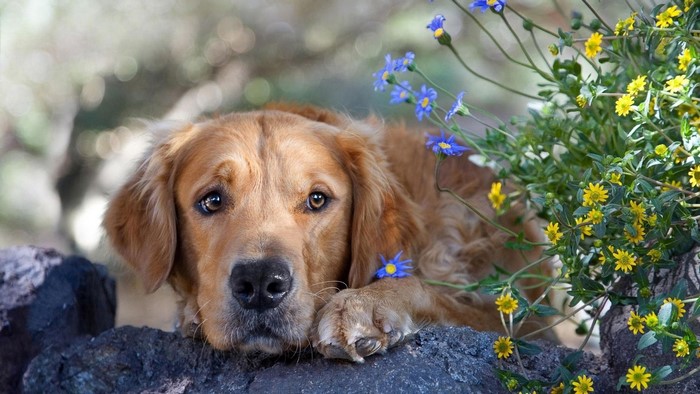Golden Retriever dog resting near flowers