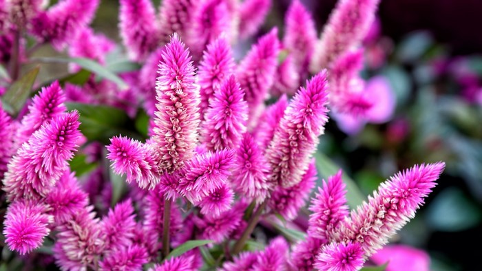 Pink Celosia Flowers Macro