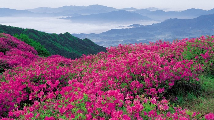 Pink Azaleas Blooming on a Mountain with Misty Valleys