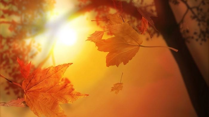 Autumn leaves falling in sunlight