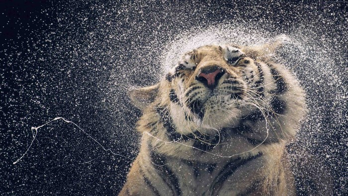 Tiger shaking water off its head