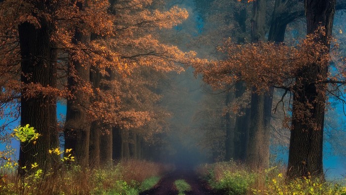 Autumn forest path with colorful leaves and fog
